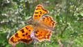 C-Falter (Polygonia c-album, Syn. Nymphalis c-album) 20210825 4.jpg