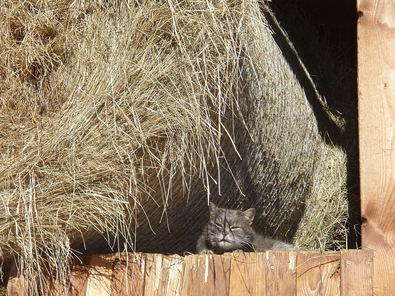 Datei:Kater Carlo.jpg