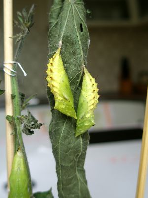 Schmetterling Entstehung 06.jpg