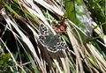 Schmetterling Hinterthal 20210528 4.jpg