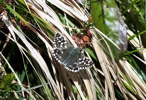 Schmetterling Hinterthal 20210528 4.jpg