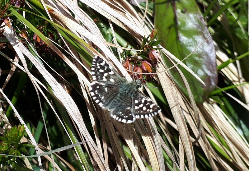 Datei:Schmetterling Hinterthal 20210528 4.jpg