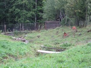 Wildtierpark IMG 6528.JPG
