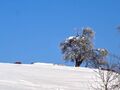 2006 01 16 Maria Plain Winter Bergheim 5.jpg