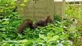 Eichhörnchen im Salzburger Kommunalfriedhof.jpg