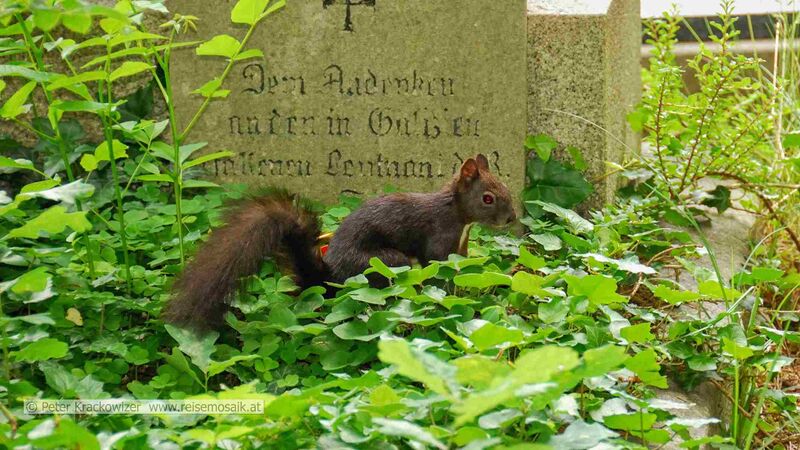 Datei:Eichhörnchen im Salzburger Kommunalfriedhof.jpg