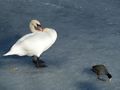 Schwan und Blässhuhn.jpg