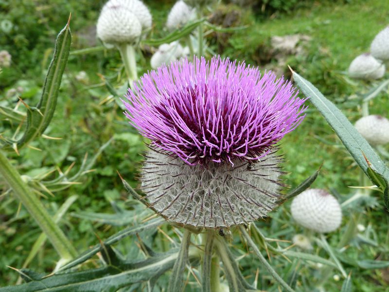 Datei:Krumltal 22, Wollkratzdistel.jpg