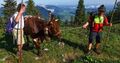 Vierkaseralm Almauftrieb 2021 09.jpg