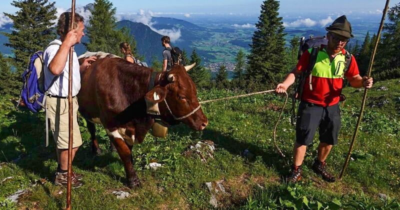 Datei:Vierkaseralm Almauftrieb 2021 09.jpg