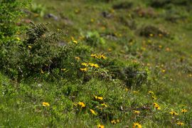 Wirpitschalm, arnika 29822 2016-07-10.jpg