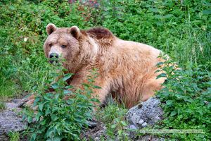2025 06 17 Zoo Salzburg Braunbär Aragon 03.jpg