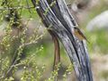Braunkehlchen, male, Salzachinsel, Golfplatz.JPG
