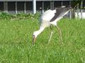 Storch, Lofer 3.jpg