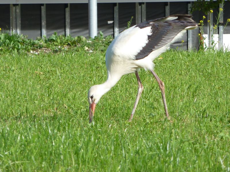 Datei:Storch, Lofer 3.jpg