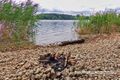 Marieninsel Wallersee Ostufer 03.jpg