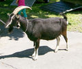 Schwarze Pinzgauer Strahlenziege.jpg