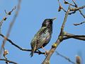 StarSturnus vulgaris4.JPG