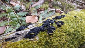 Stoppeliger Drüsling Pfarrwerfen Zistelberg (3).jpg