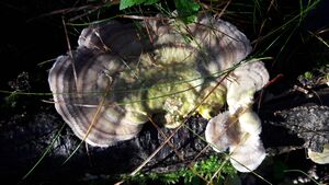 Tramete 20201106 5.jpg