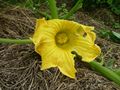 Kürbisblüte 2.jpg