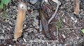 2022 06 06 Nacktschnecke.jpg