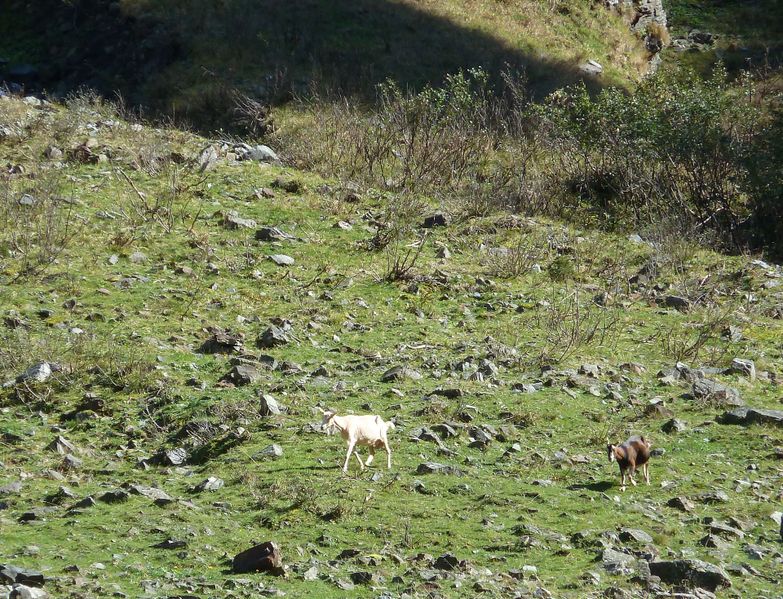 Datei:Geröllweide, Felbertal.jpg