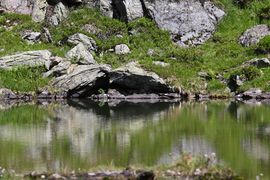 Lacken weißpriach 29528 2016-07-10.jpg