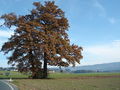 Vorschaubild der Version vom 21:22, 17. Nov. 2011