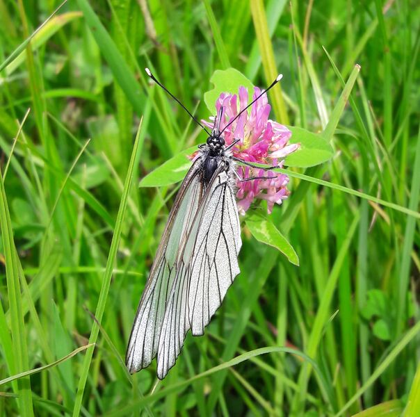 Datei:Baumweißling 20180602 4.jpg
