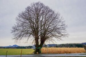 Markanter Baum an der Abzweigung von Halberstätten nach Tiefenbach.jpg
