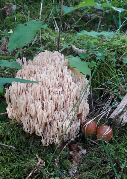 Datei:Korallenpilz 20210819 5.jpg