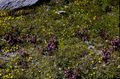 Pioniervegetation in der Gamsgrube 02.jpg