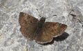 Schmetterling Hinterthal 1 (20).jpg
