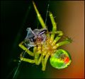Spinne.jpg