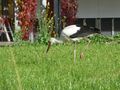 Storch, Lofer 5.jpg