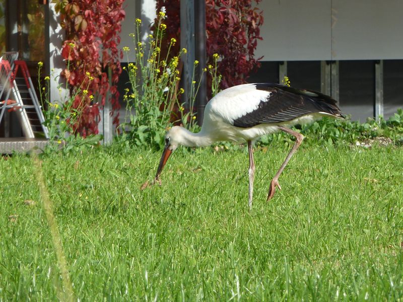 Datei:Storch, Lofer 5.jpg