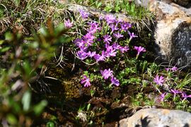 Bergtour poiskarl 26546 2016-06-24.jpg
