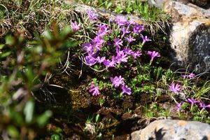 Bergtour poiskarl 26546 2016-06-24.jpg