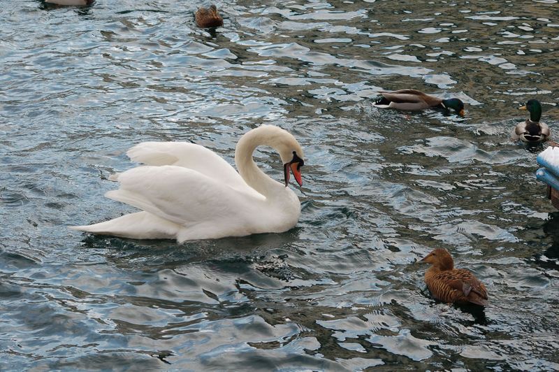 Datei:Höckerschwan und Eiderente.jpg