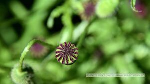 Klatschmohn Kapselfrucht.JPG