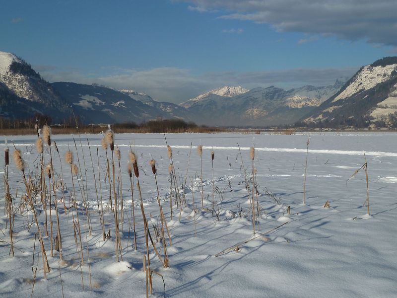 Datei:Rohrkolben, Naturschutzgebiet Zeller See.jpg