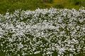 Windsfeld-0176-2022-07-14.jpg