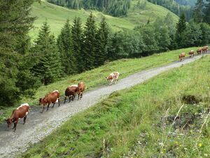 Wolfbachtal 12.jpg