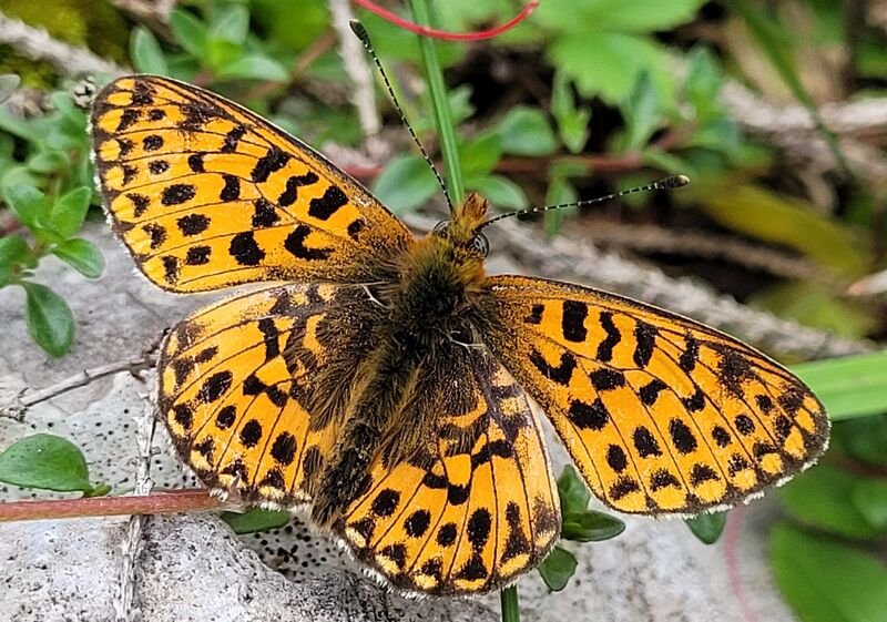 Datei:Lepidoptera Hinterthal 1 (4).jpg