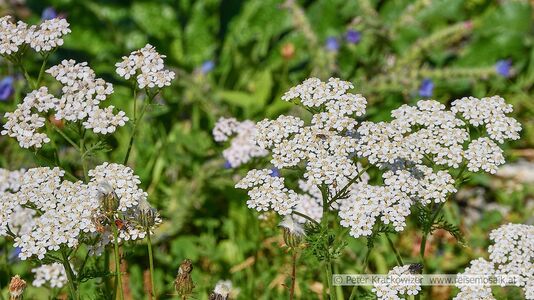 Vegetation im Rauriser Gaisbachtal 11.jpg