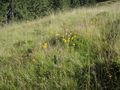 Arnika auf Bergwiese am Weg zur Schwalbenwand.jpg