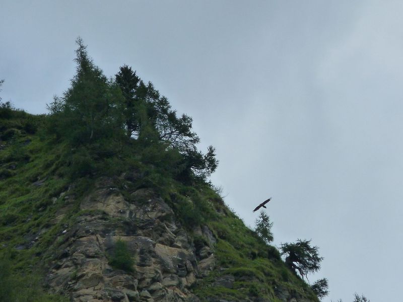 Datei:Bartgeier, Krumltal.jpg