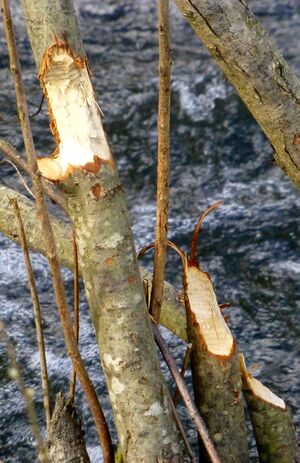 Biberspuren, Harhamer Bach.jpg