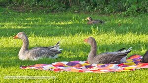 Pommerngänse Strandbad Neumarkt 5.jpg